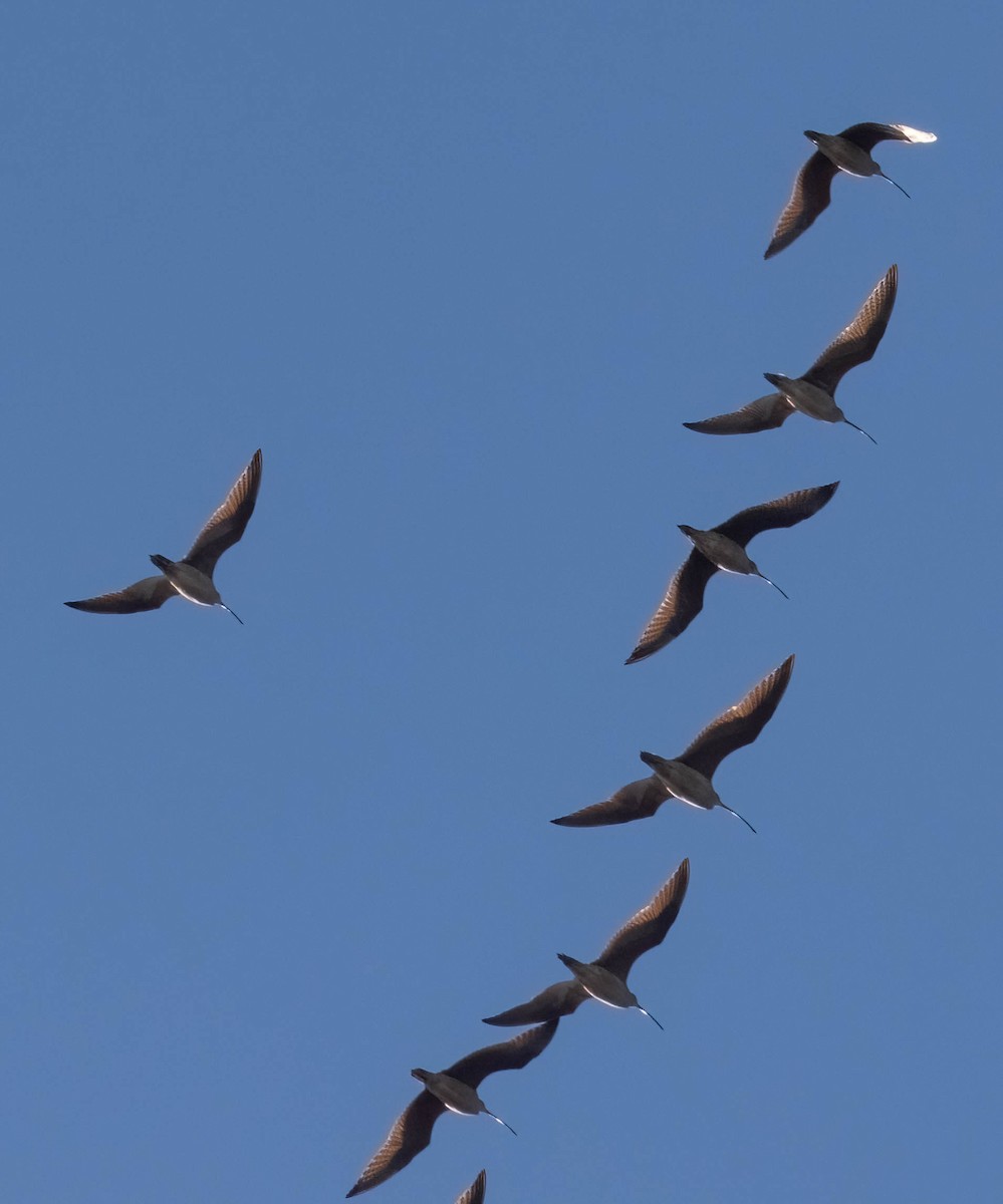 Long-billed Curlew - ML611252335