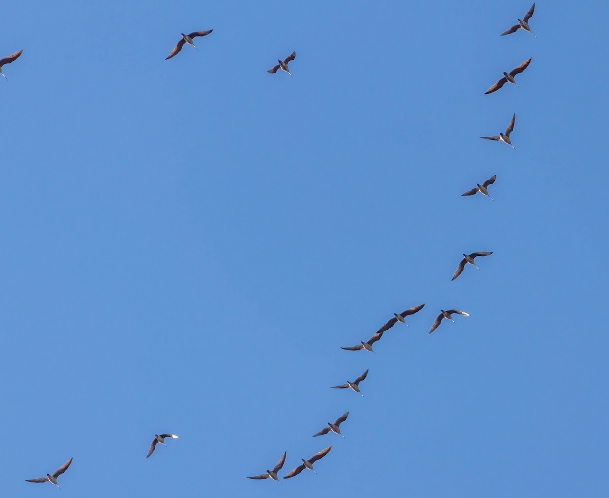 Long-billed Curlew - Christine Jacobs