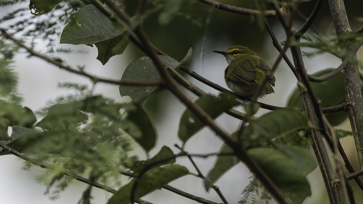 Yellow-browed Camaroptera - Robert Tizard