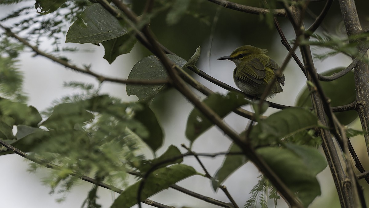 Yellow-browed Camaroptera - ML611252355