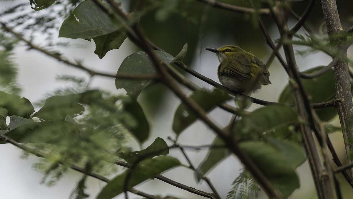 キマユコムシクイ - ML611252356