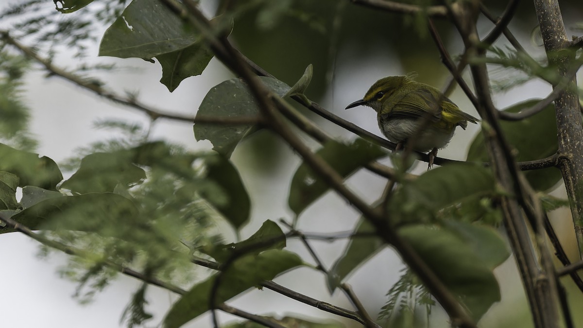 Yellow-browed Camaroptera - ML611252360