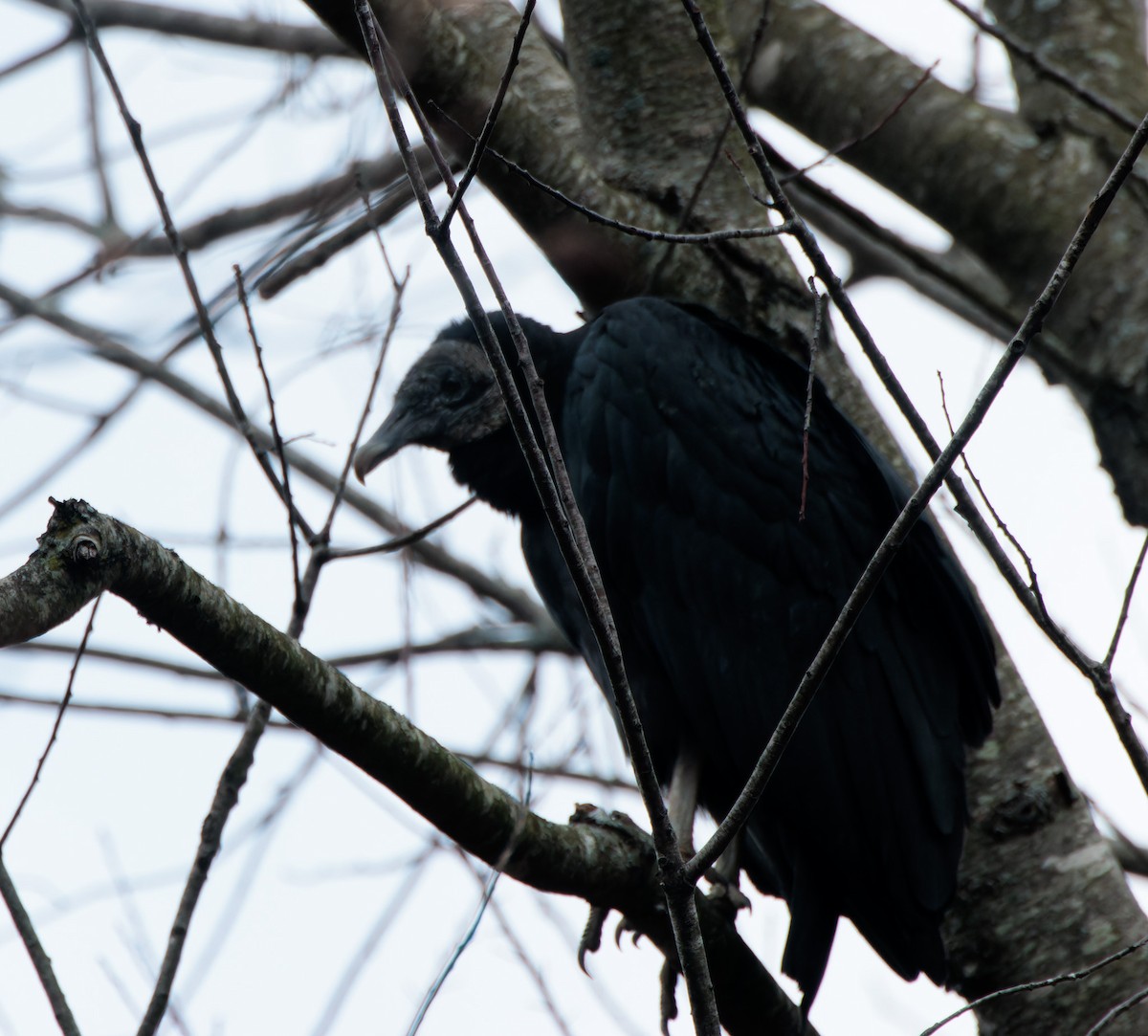 Black Vulture - ML611252362