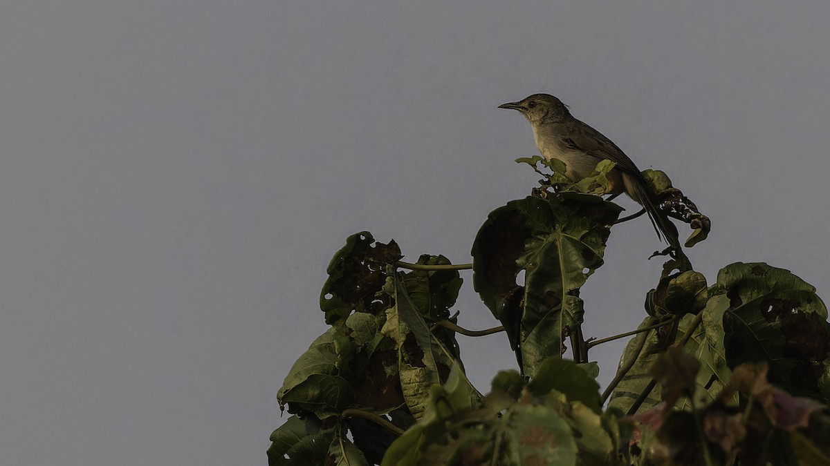 Bubbling Cisticola - ML611252423