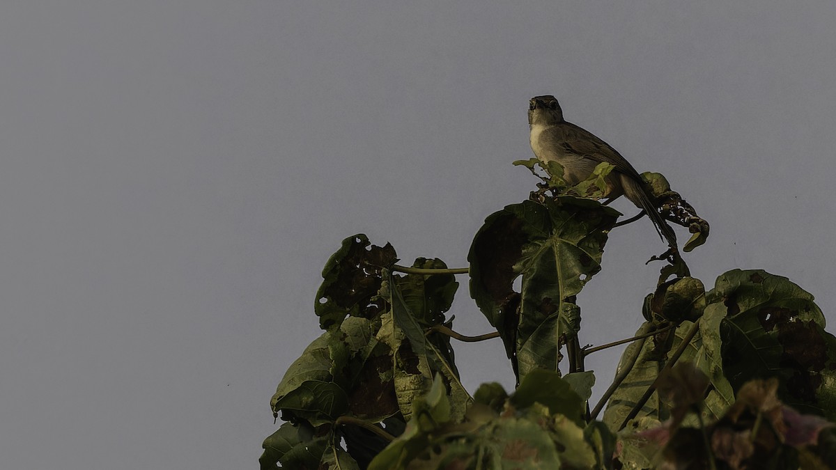 Bubbling Cisticola - ML611252424