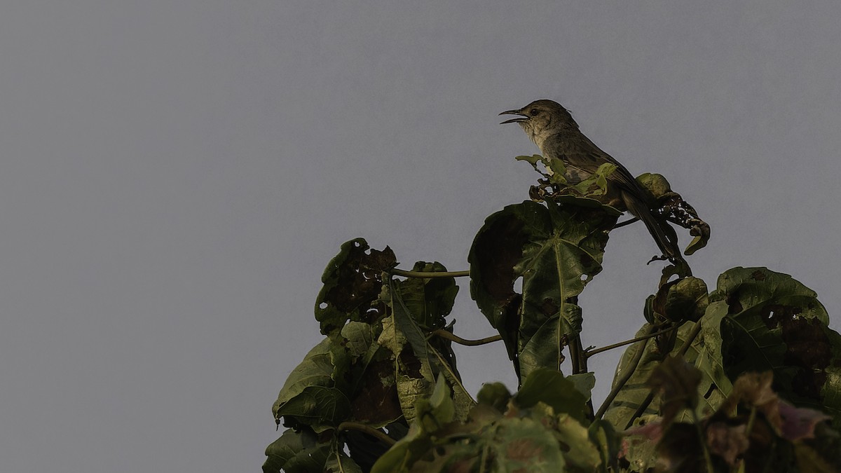 Bubbling Cisticola - ML611252425