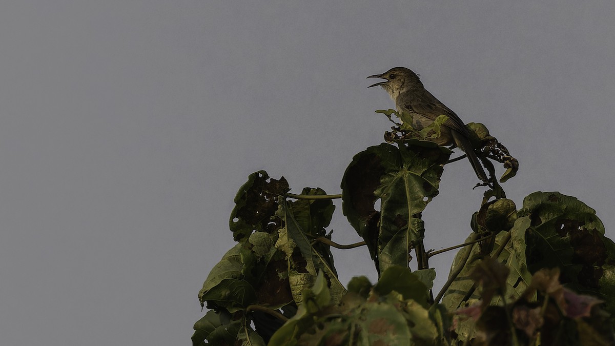 Bubbling Cisticola - ML611252427