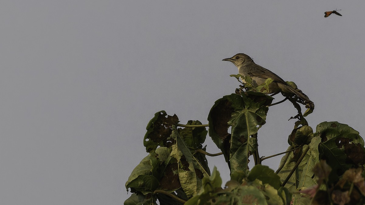 Bubbling Cisticola - Robert Tizard