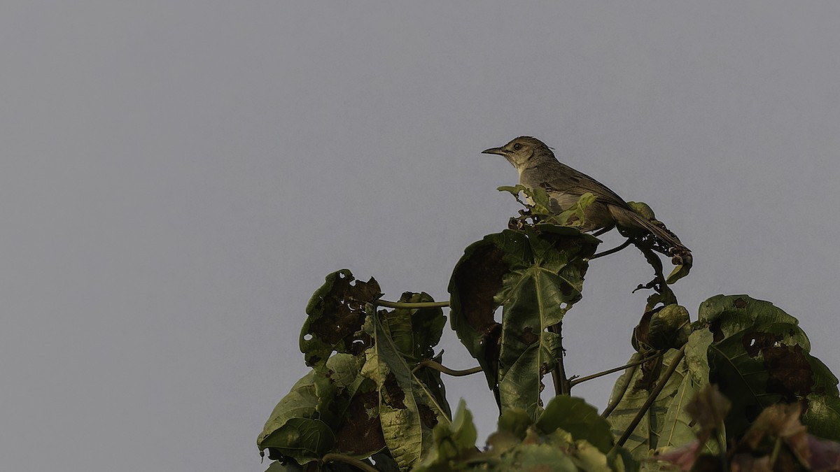 Bubbling Cisticola - ML611252429