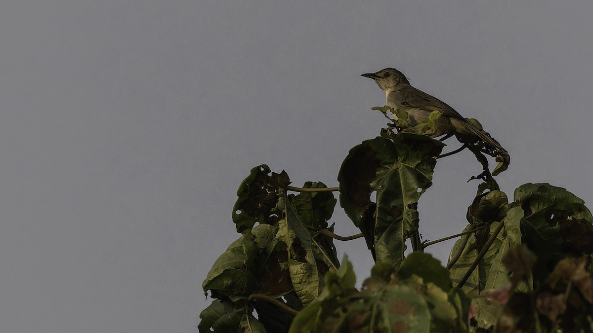 Bubbling Cisticola - ML611252430