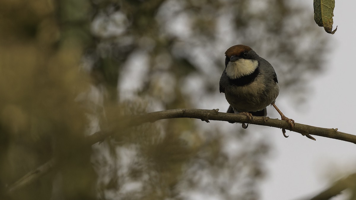 Rufous-crowned Eremomela - ML611252440