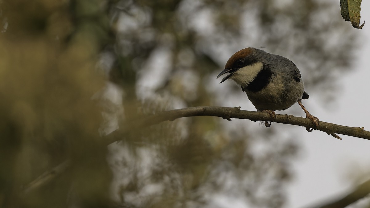 Rufous-crowned Eremomela - ML611252442