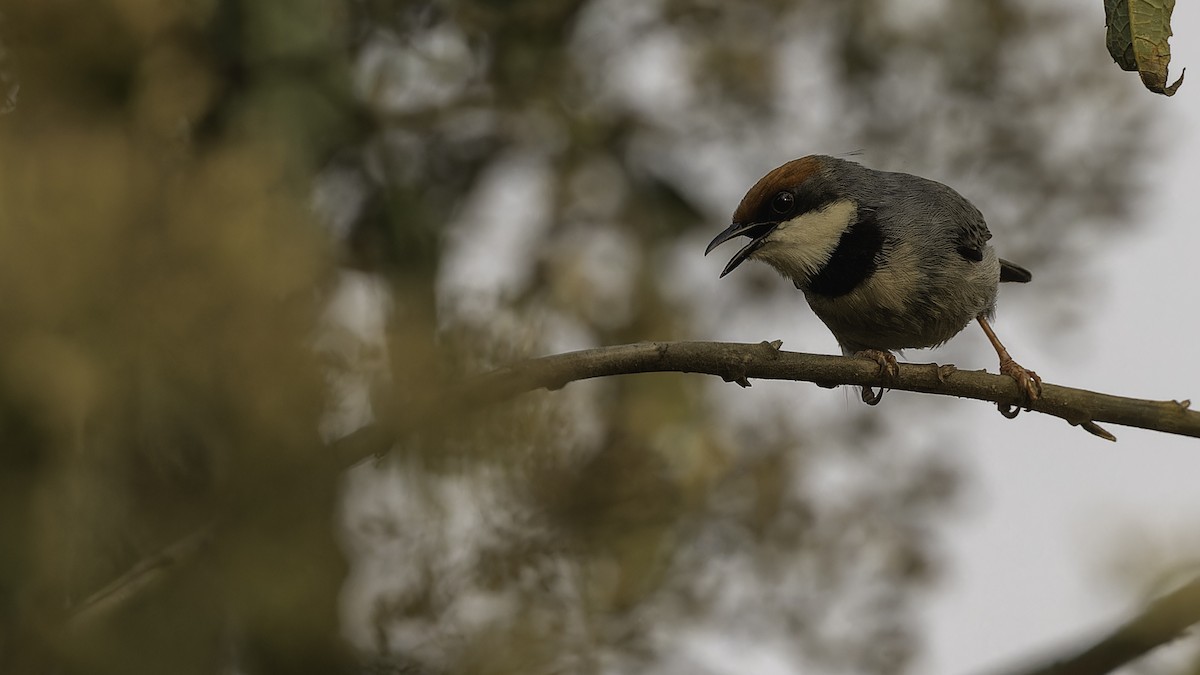 Rufous-crowned Eremomela - ML611252444