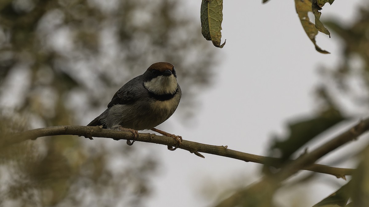 Rufous-crowned Eremomela - ML611252446