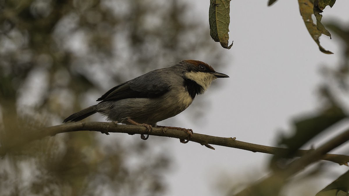 Rufous-crowned Eremomela - ML611252448