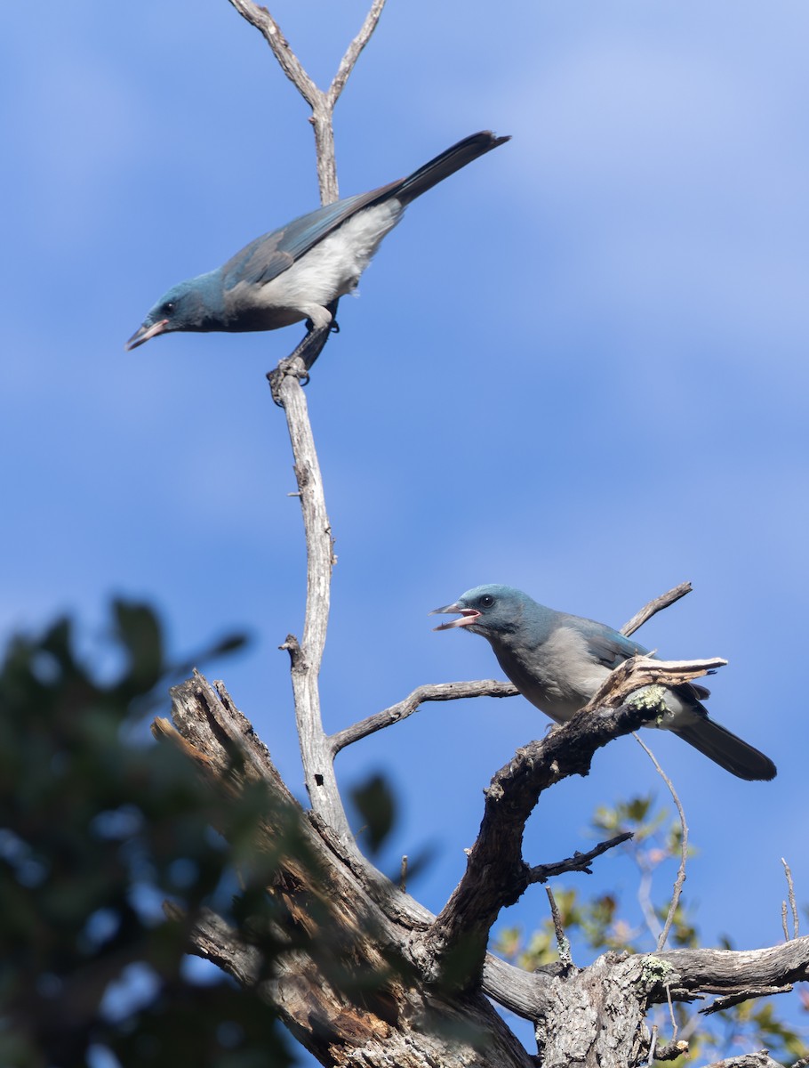 Mexican Jay - Joe Aliperti