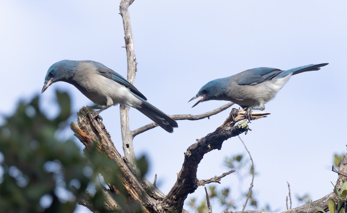 Mexican Jay - Joe Aliperti