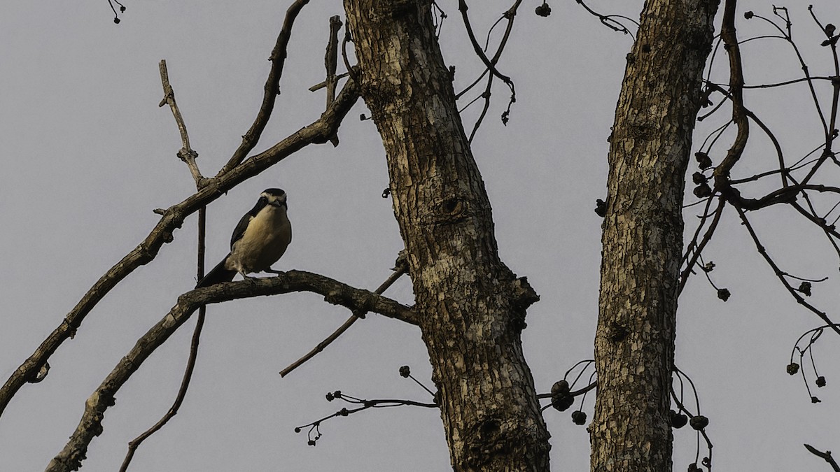 Gray-green Bushshrike - ML611252486