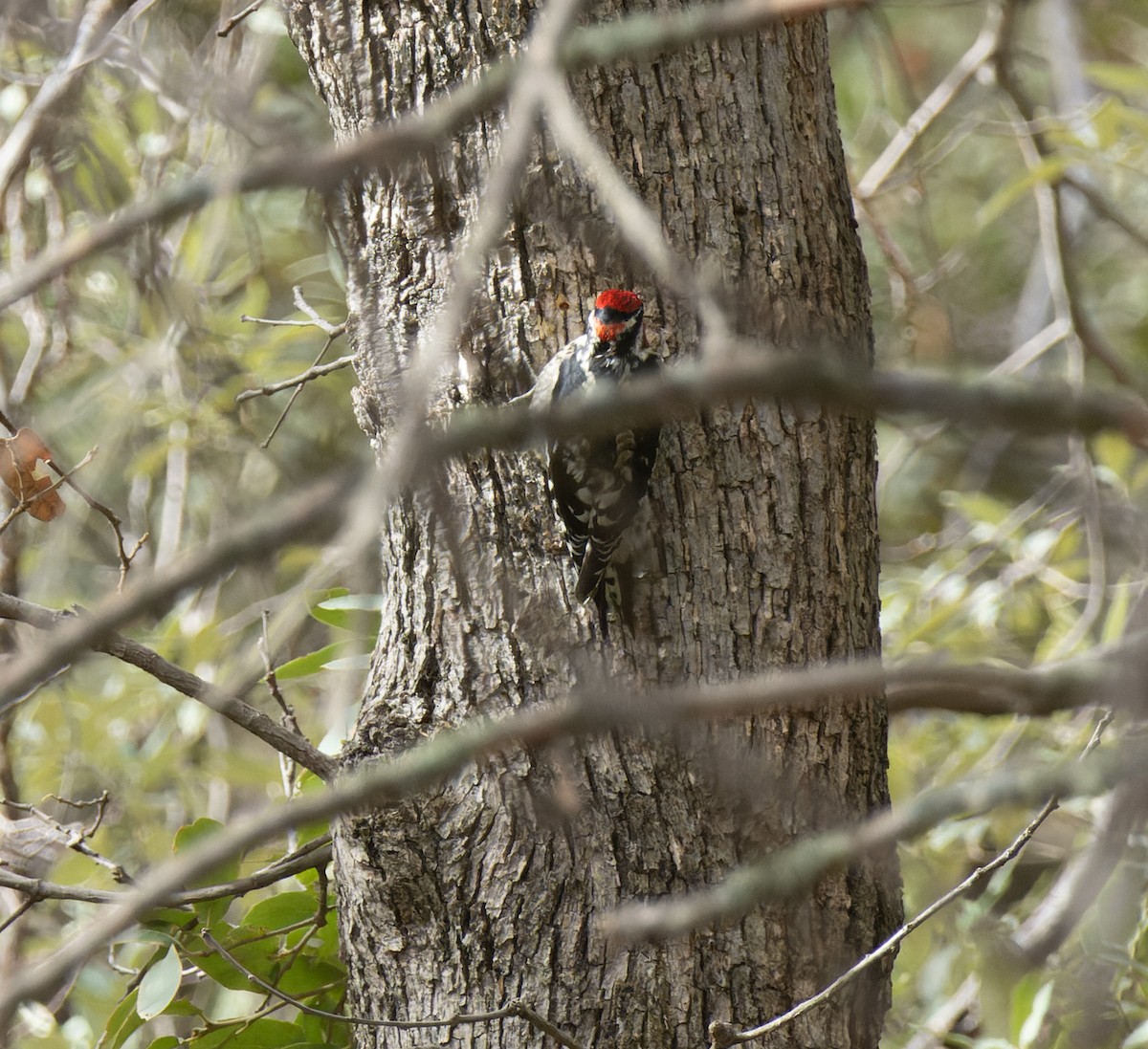 Red-naped Sapsucker - Joe Aliperti