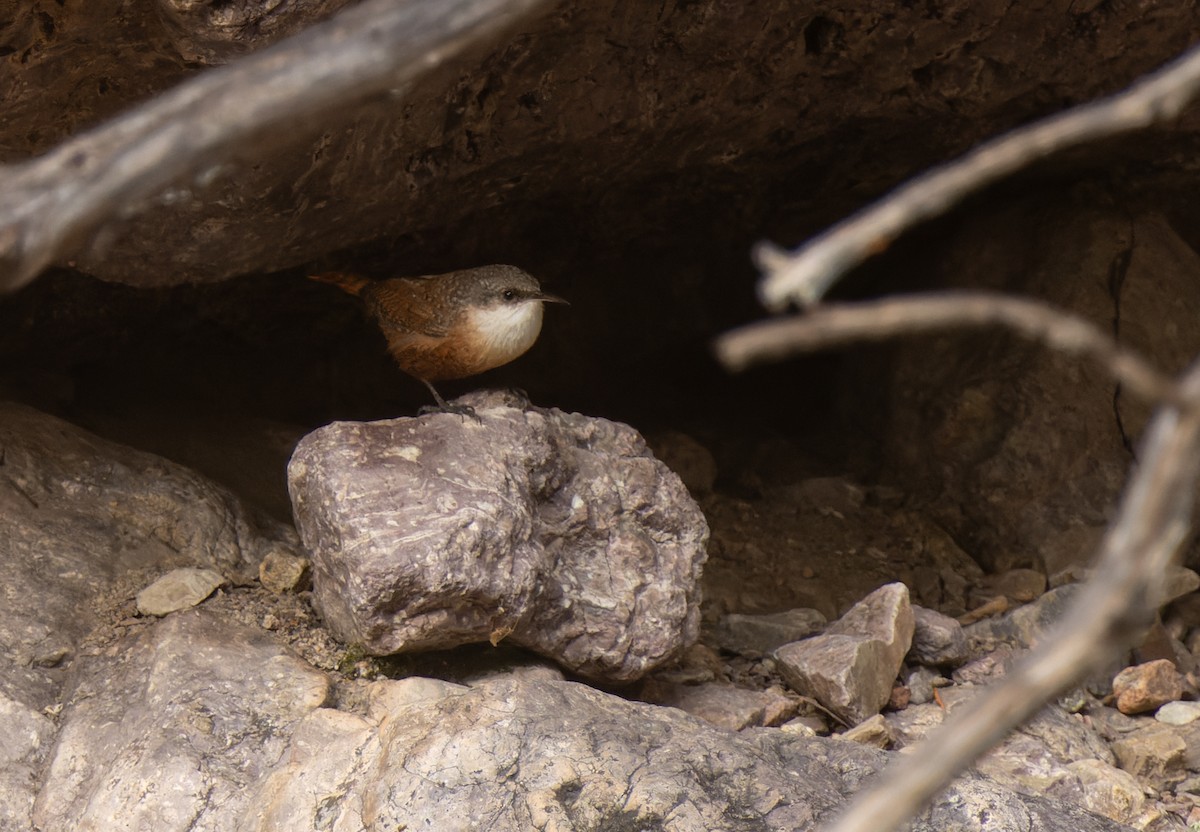 Canyon Wren - Joe Aliperti