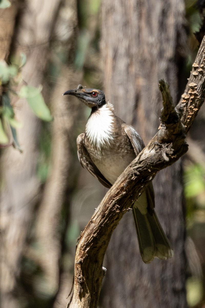 Noisy Friarbird - ML611252853