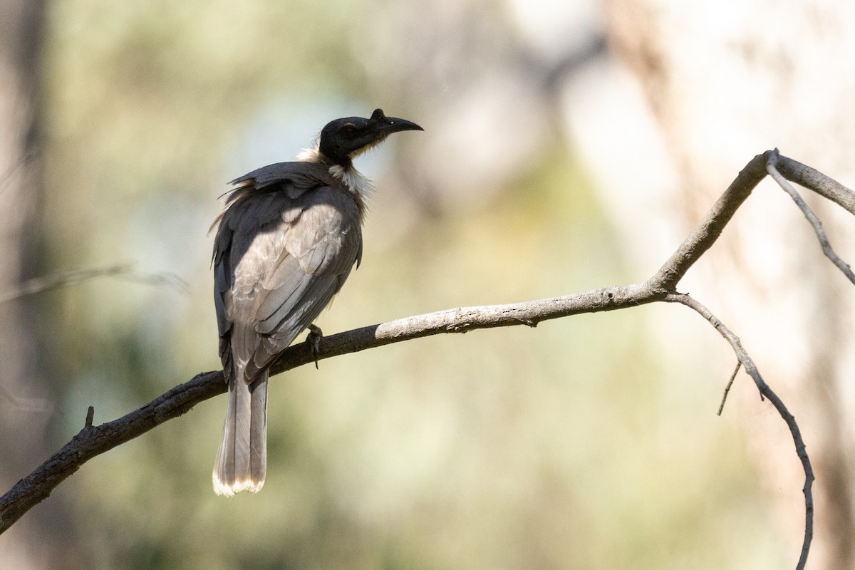 Noisy Friarbird - ML611252854