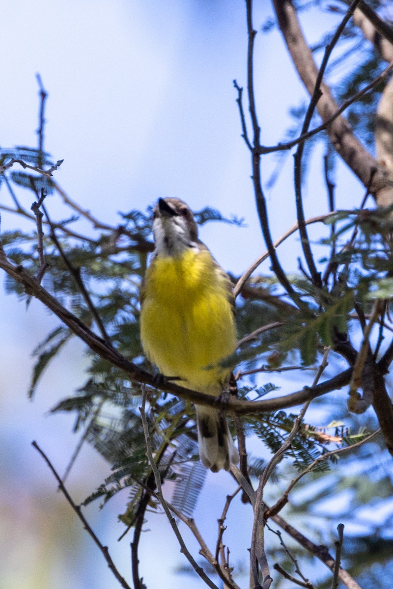 White-throated Gerygone - ML611252855