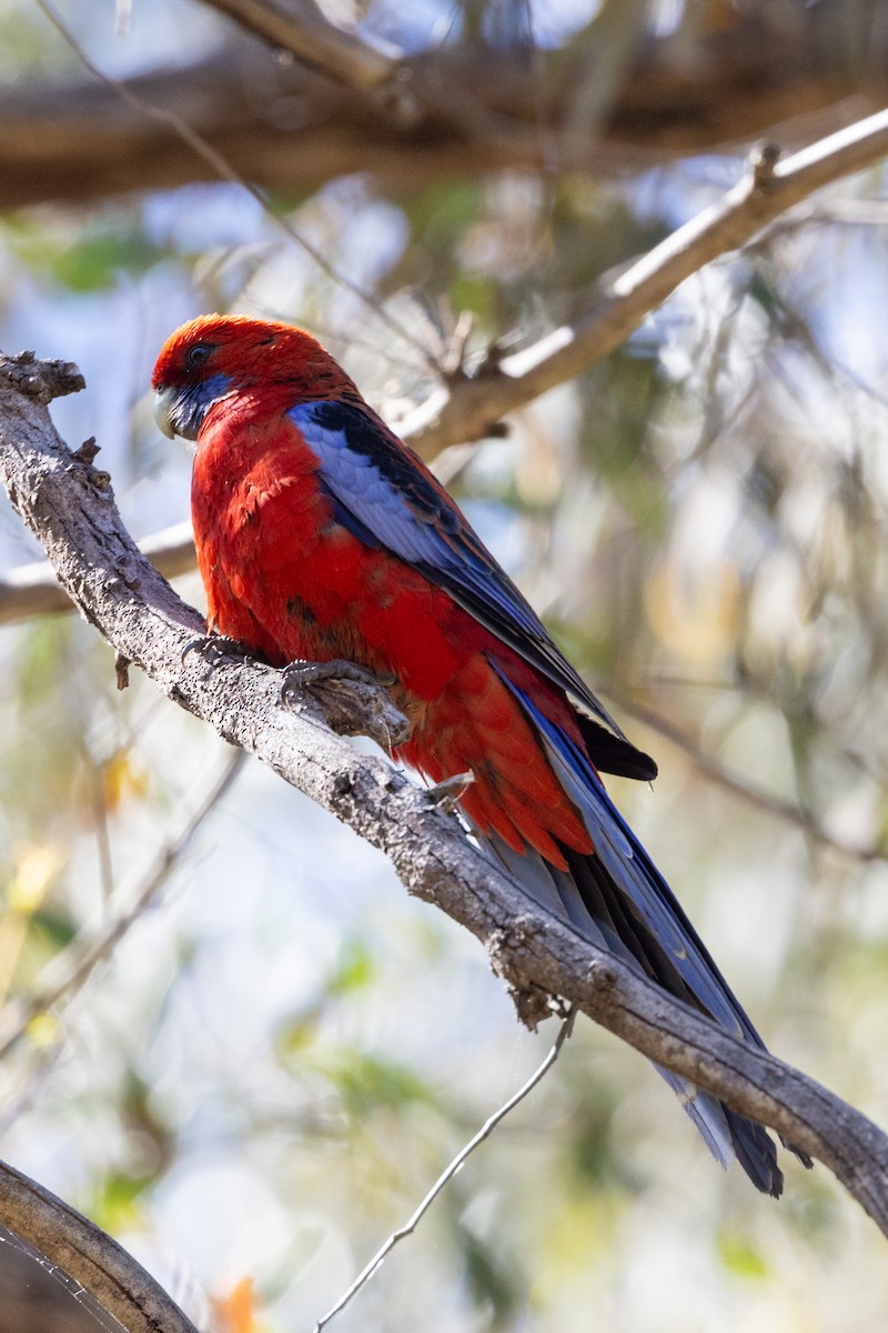Crimson Rosella - ML611252868