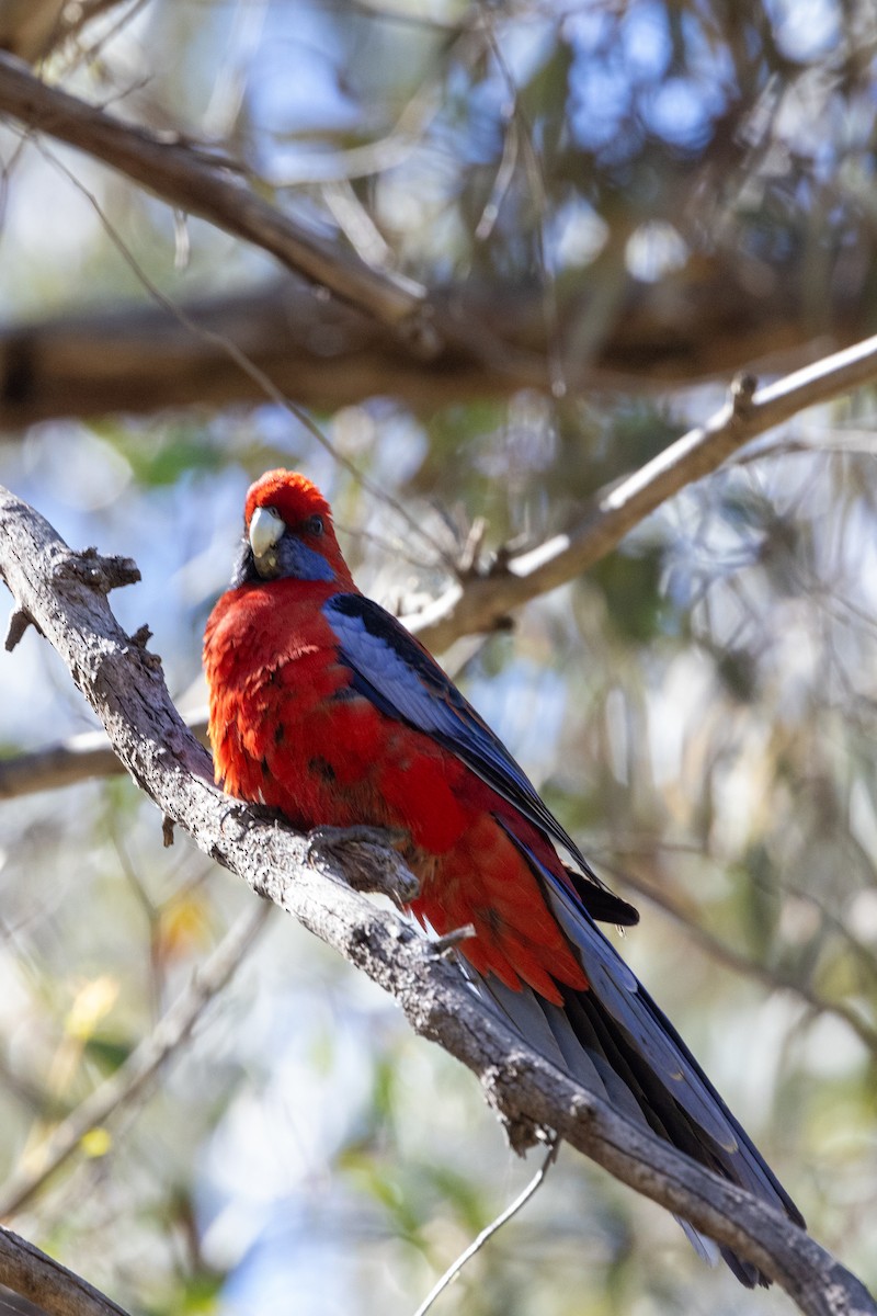 Crimson Rosella - ML611252869