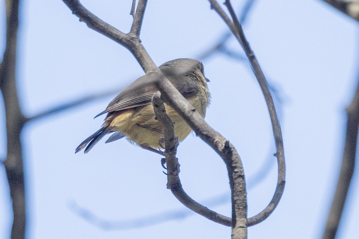 Buff-rumped Thornbill - ML611252872