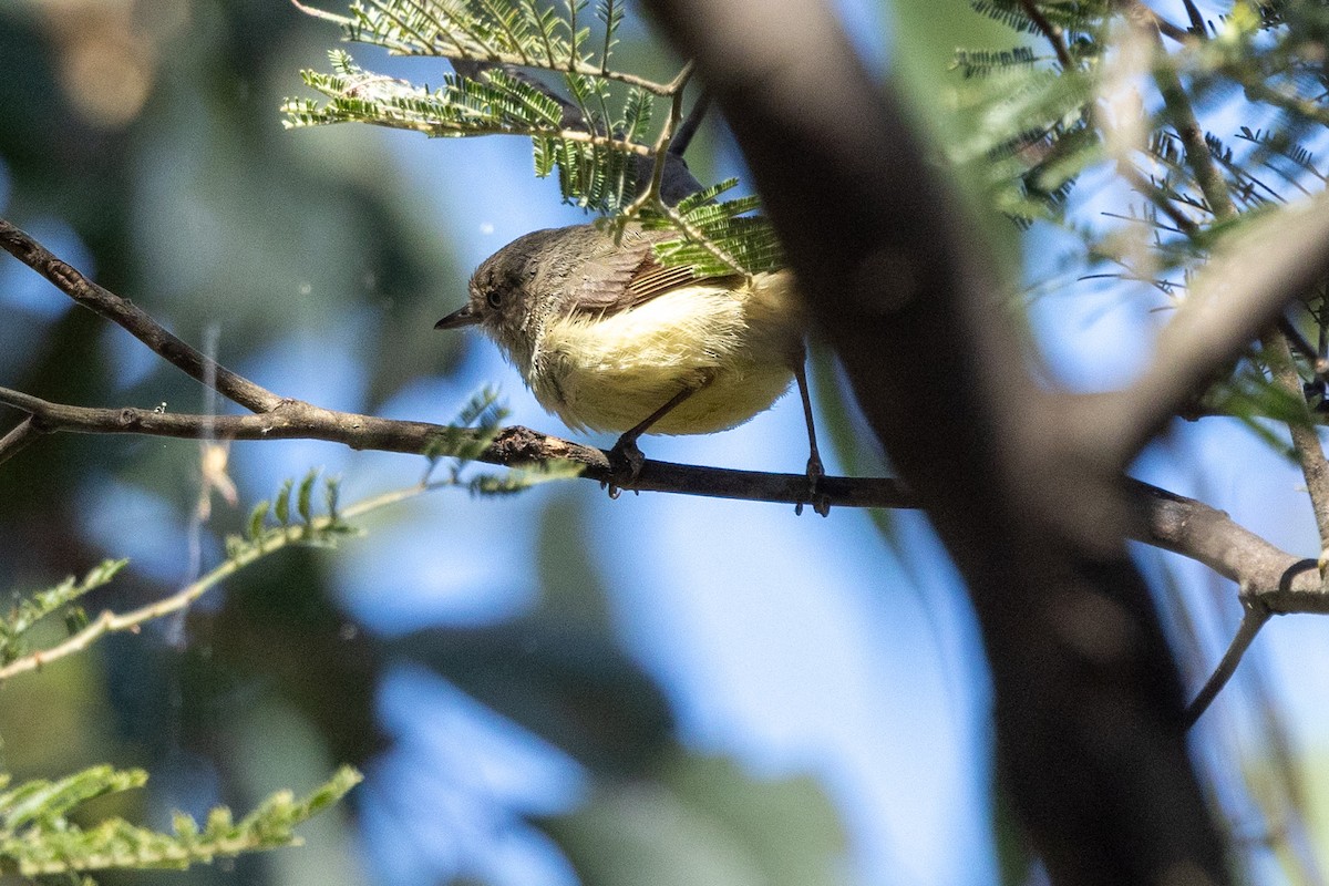 Buff-rumped Thornbill - ML611252873