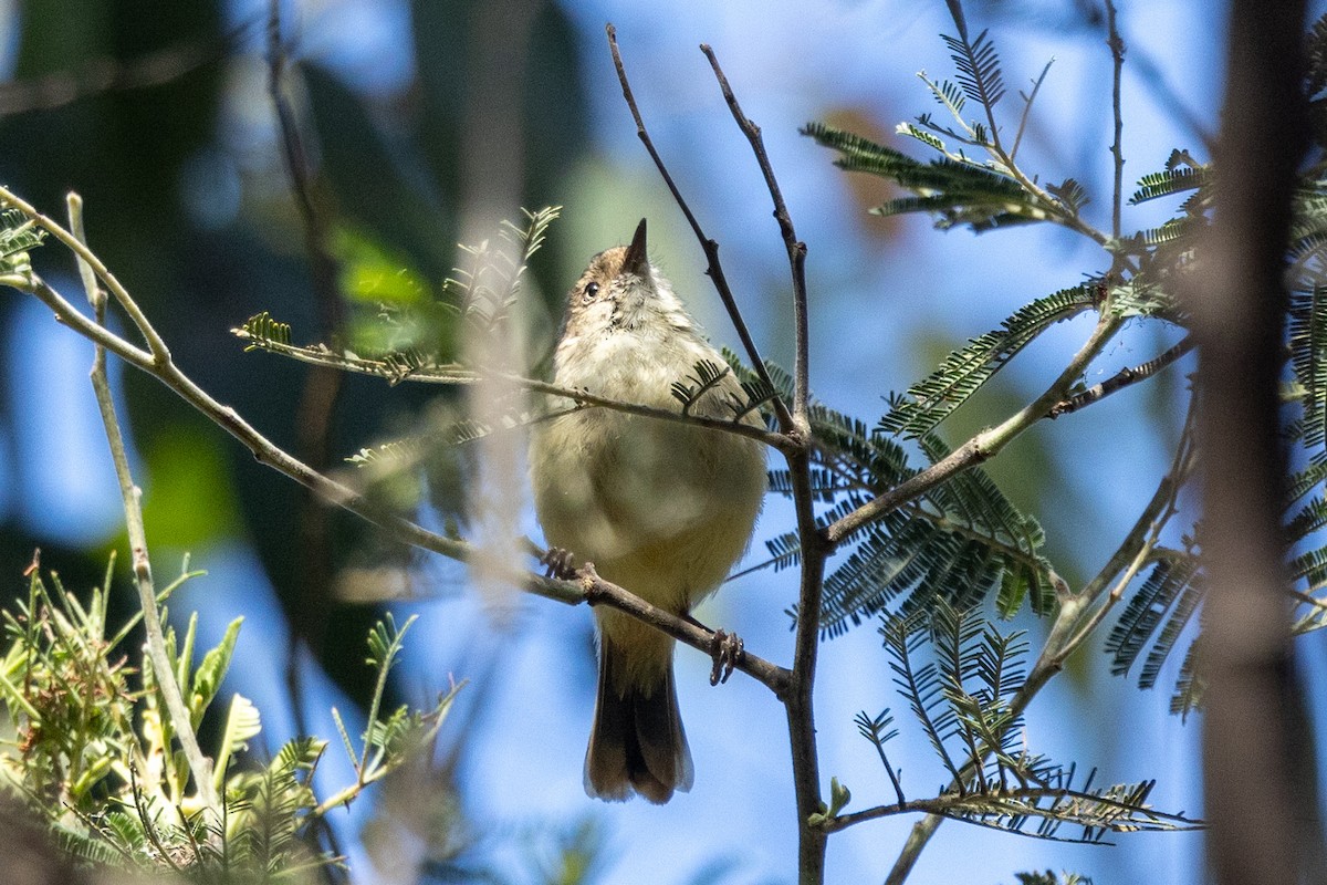 Buff-rumped Thornbill - ML611252874