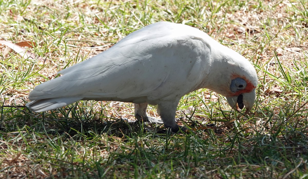 Long-billed Corella - ML611252909