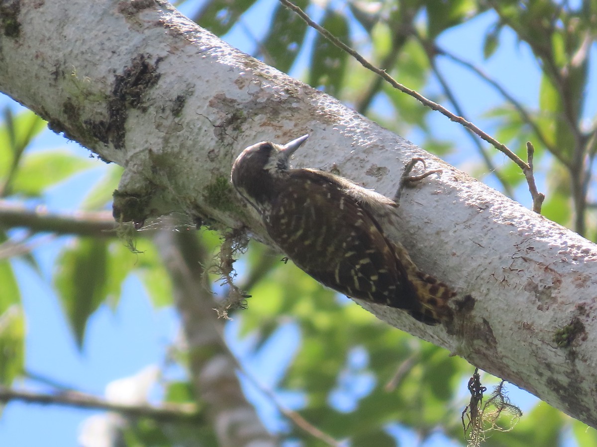 Sulawesi Pygmy Woodpecker - Suzanne Beauchesne
