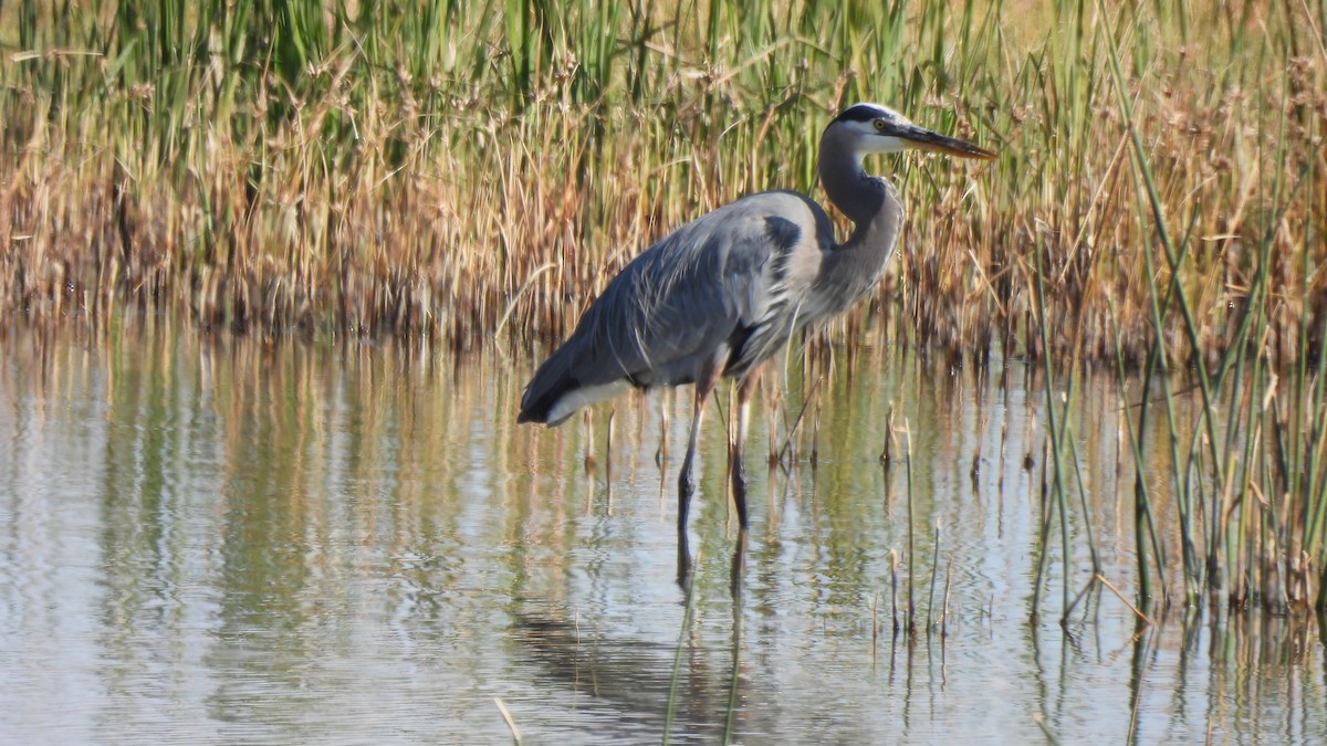 Great Blue Heron - ML611253115