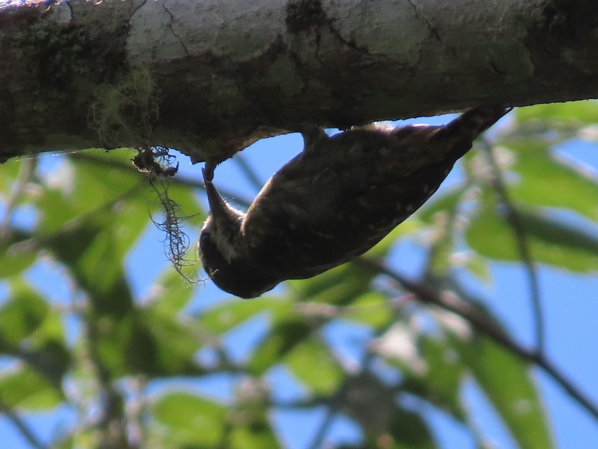 Sulawesi Pygmy Woodpecker - Suzanne Beauchesne