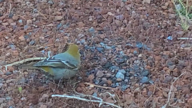 Pine Grosbeak - ML611253146