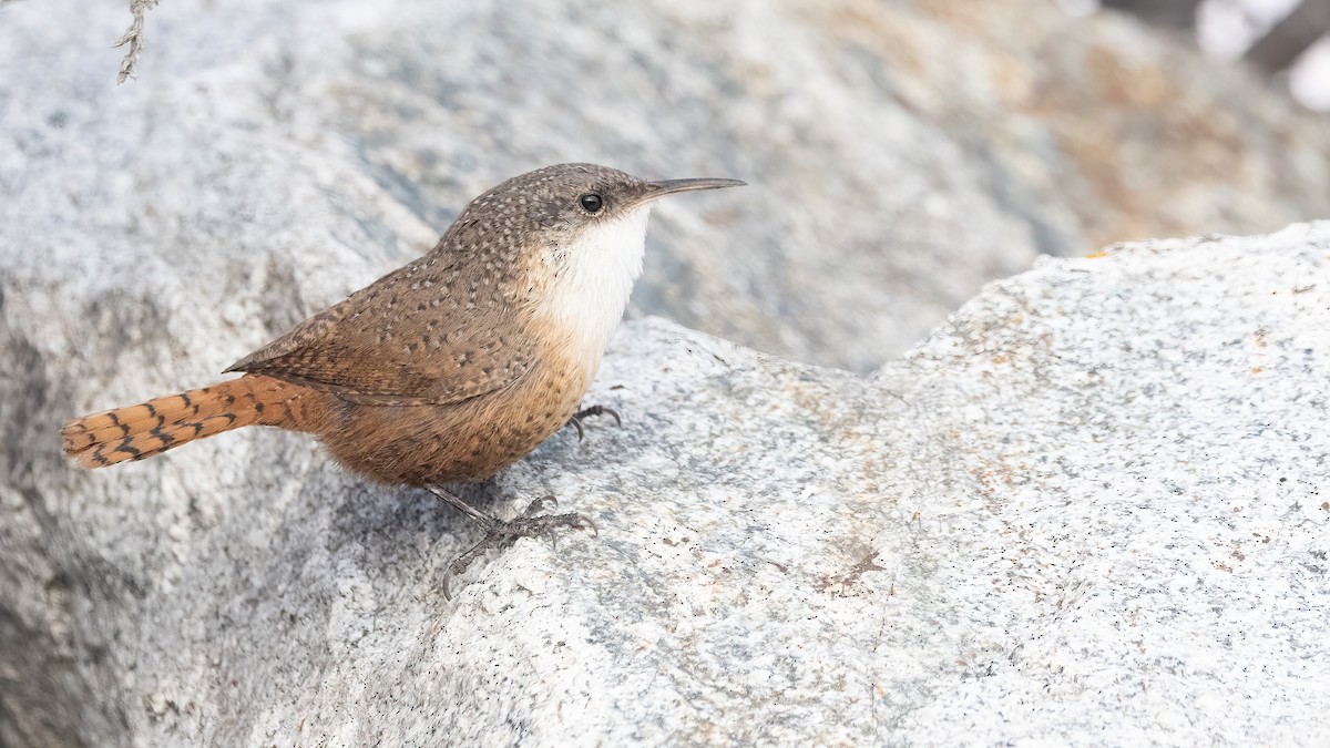 Canyon Wren - ML611253175