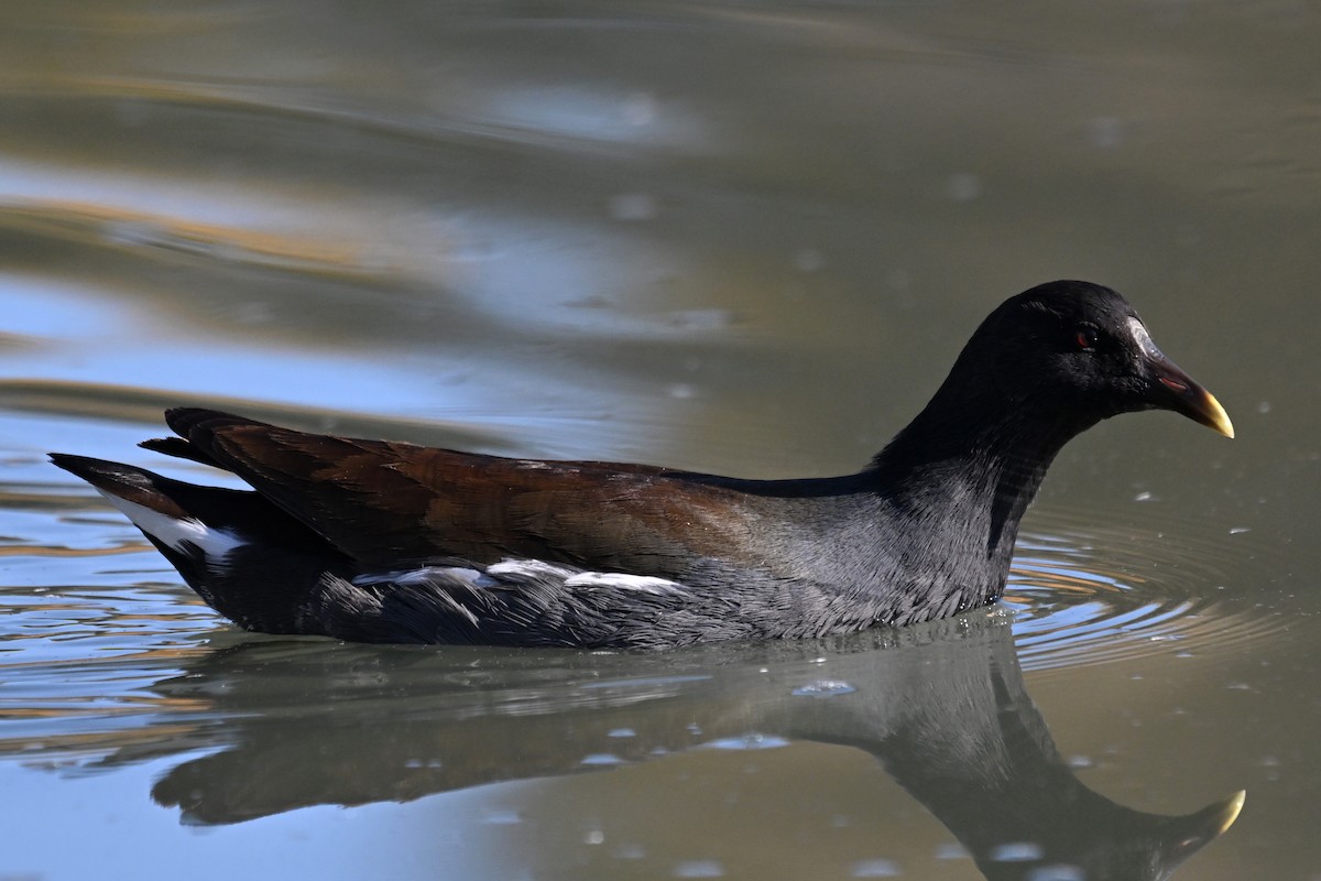 Common Gallinule - Dave Kommel