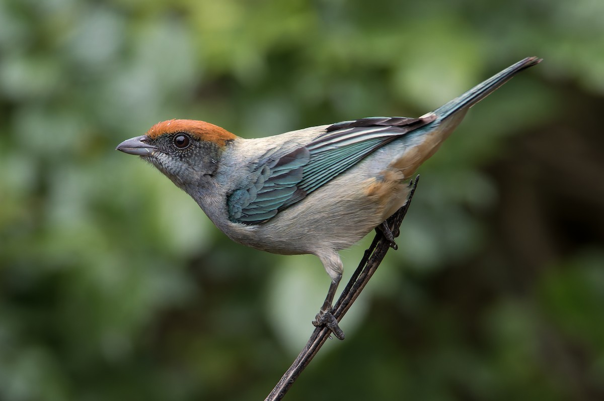 Scrub Tanager - ML611253274