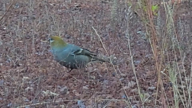 Pine Grosbeak - ML611253314