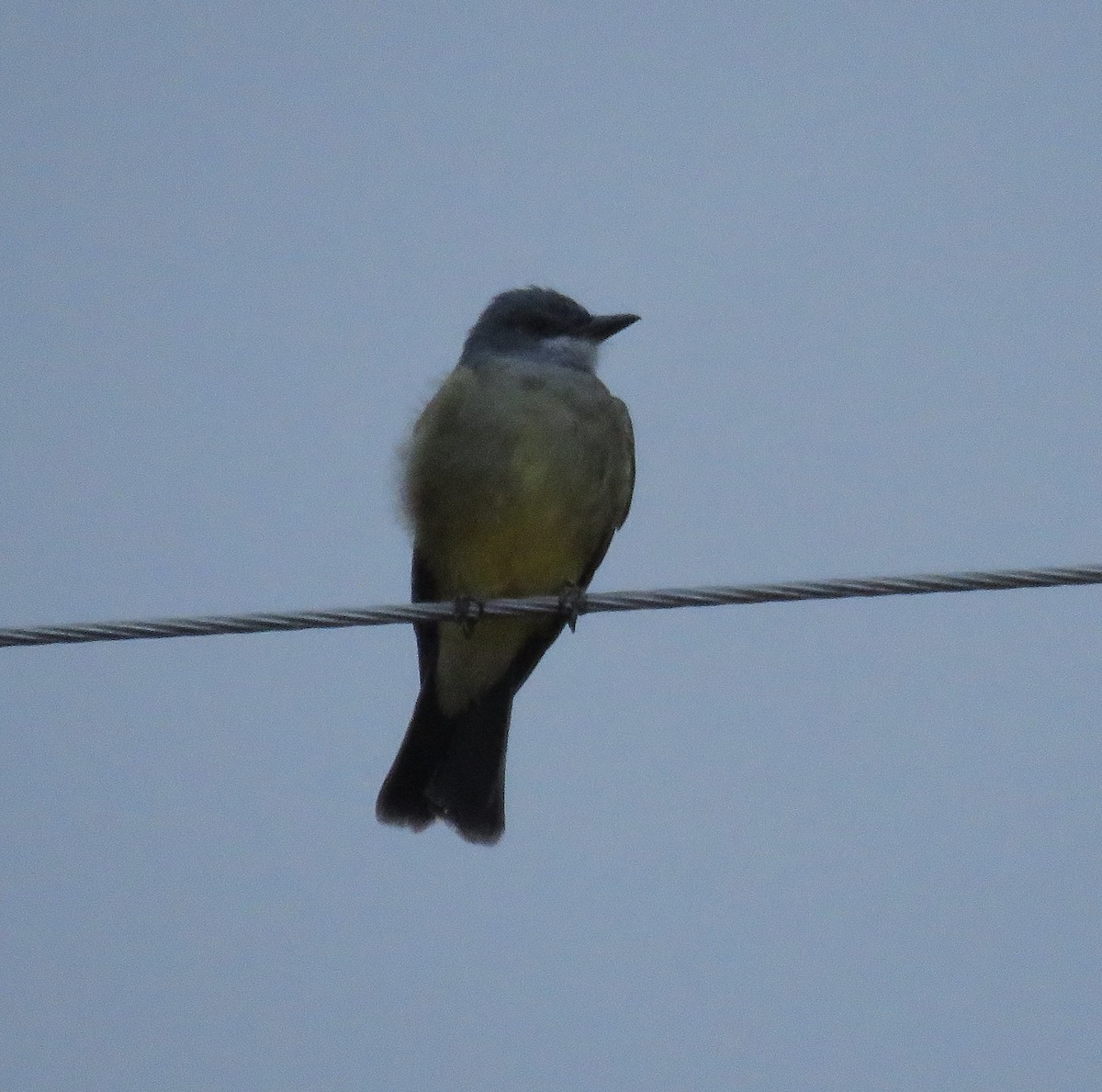 Cassin's Kingbird - ML611253355