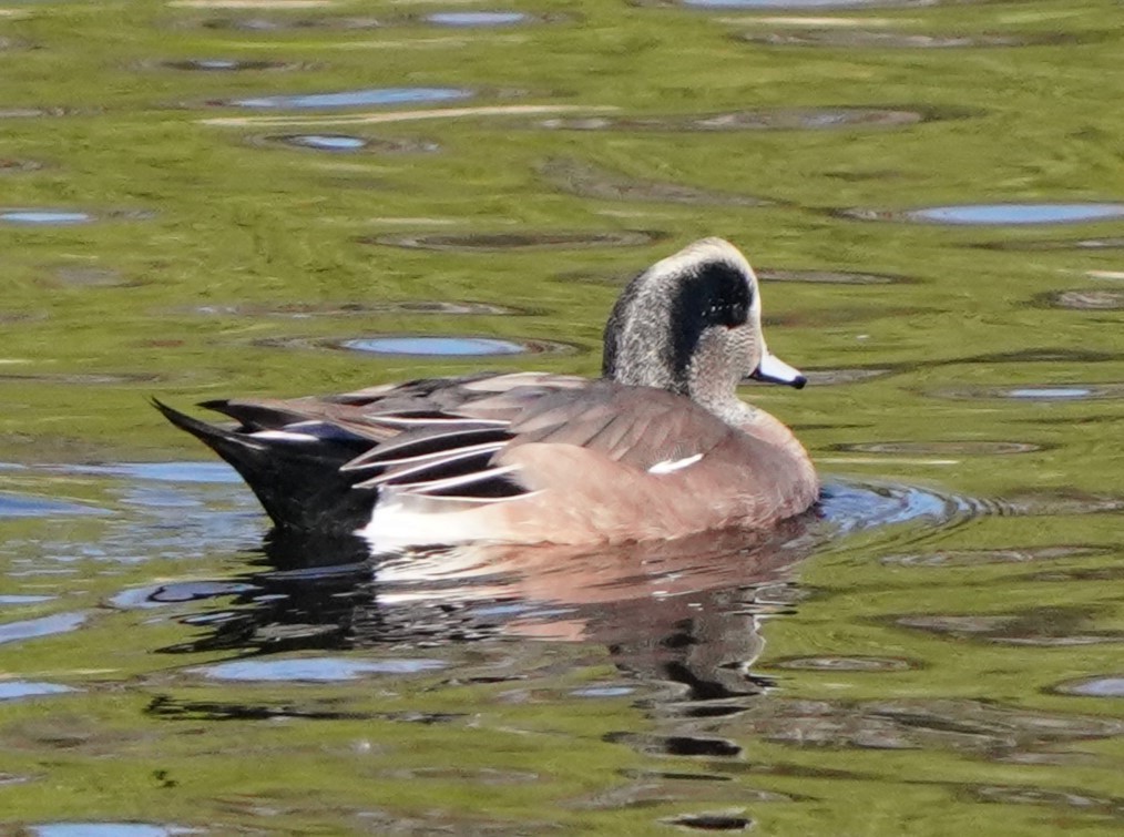 American Wigeon - Richard Block