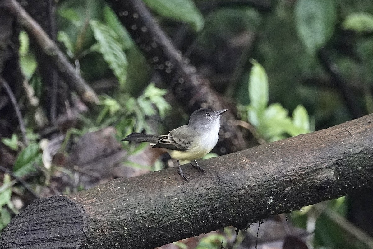 Tyran olivâtre (nigriceps/atriceps) - ML611253520