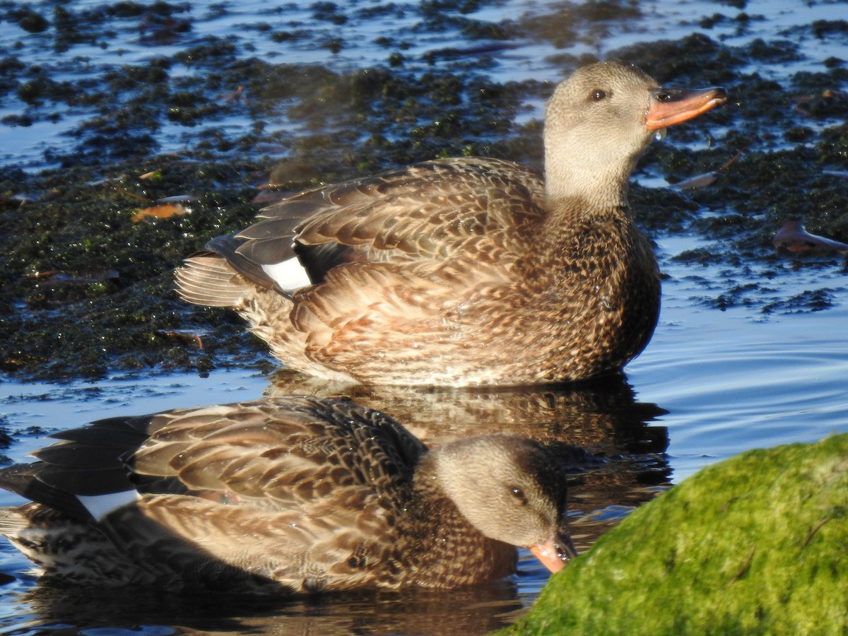 Canard chipeau - ML611253582