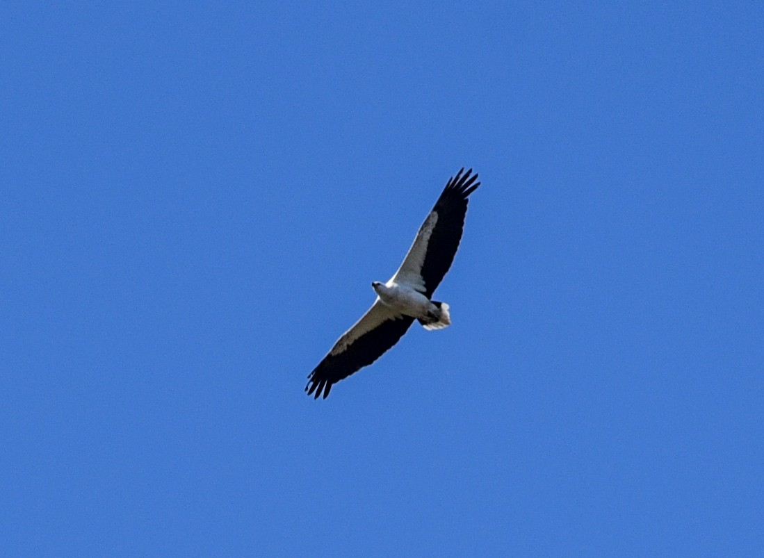 White-bellied Sea-Eagle - Bruce Wedderburn