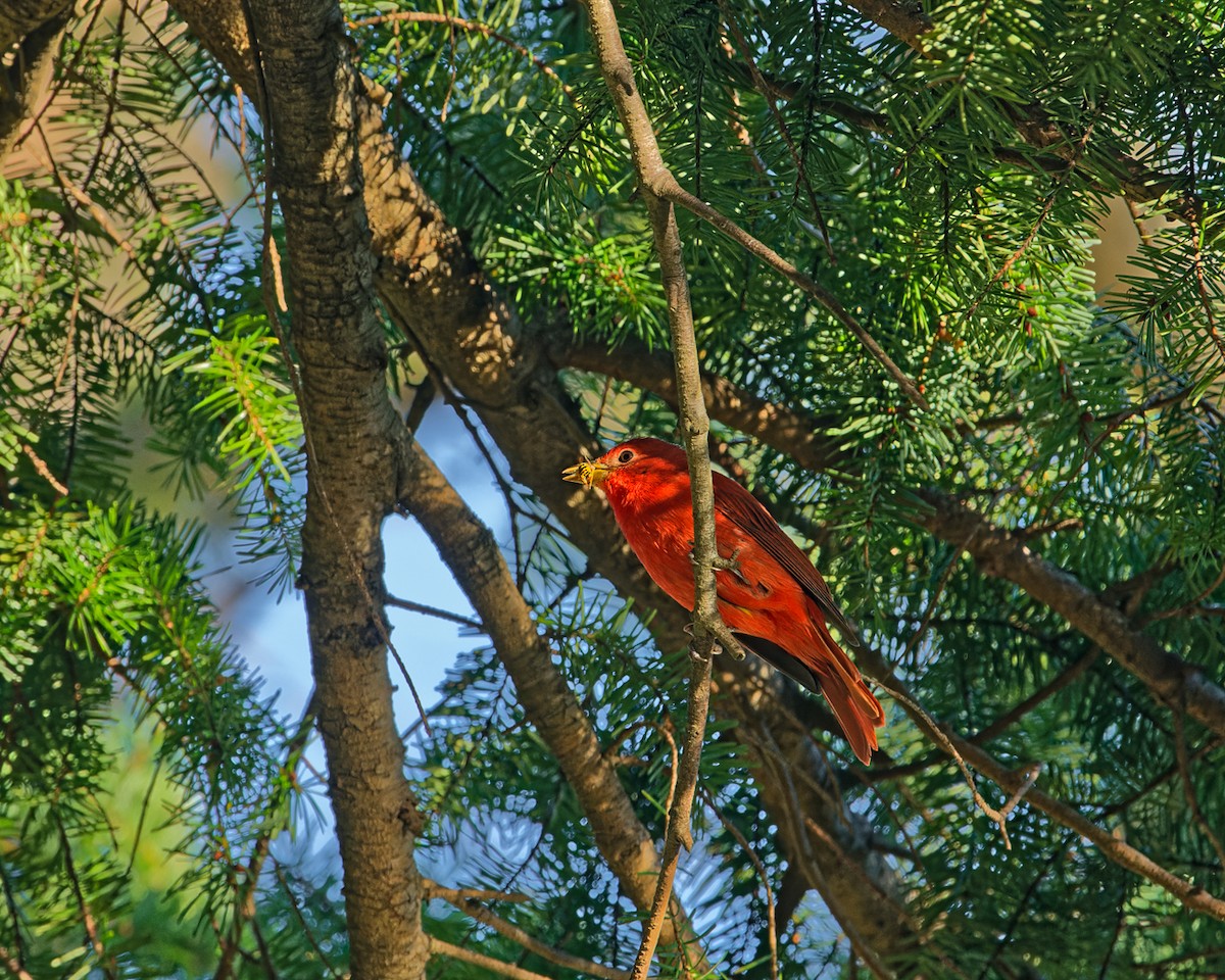 piranga ohnivá - ML611253635