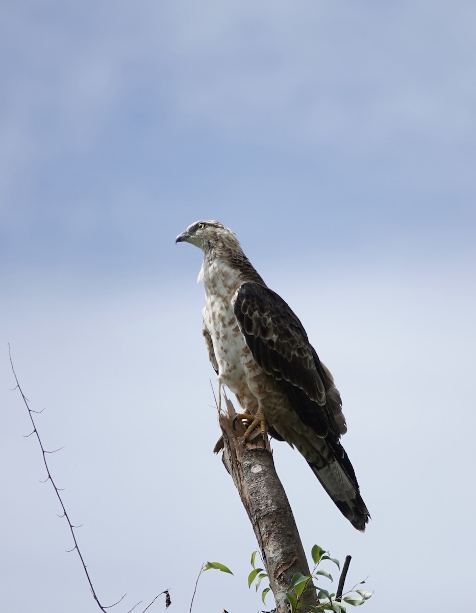 Oriental Honey-buzzard - ML611253646