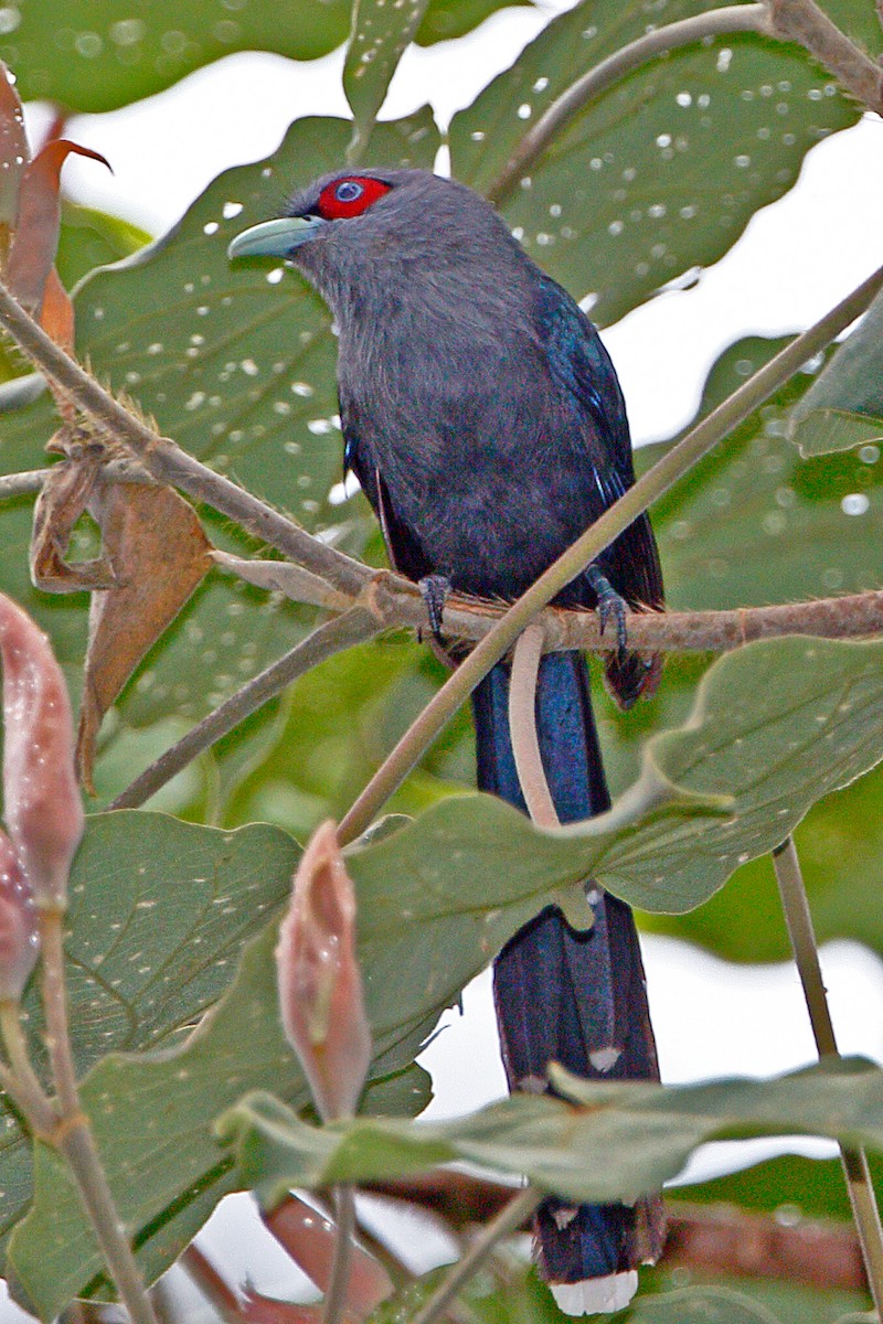 Black-bellied Malkoha - ML611253742