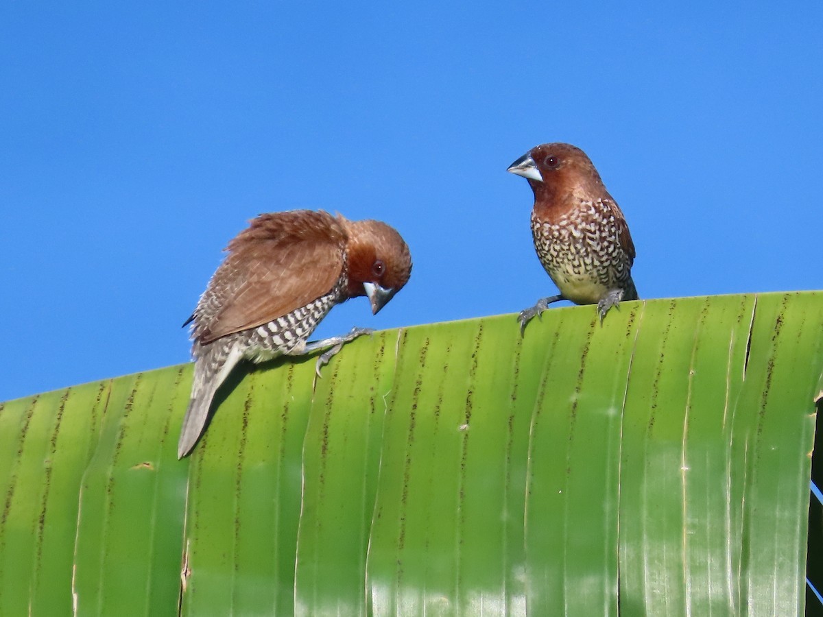 Scaly-breasted Munia - ML611253820